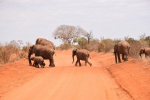 Read more about the article Safari in Tsavo East National Park