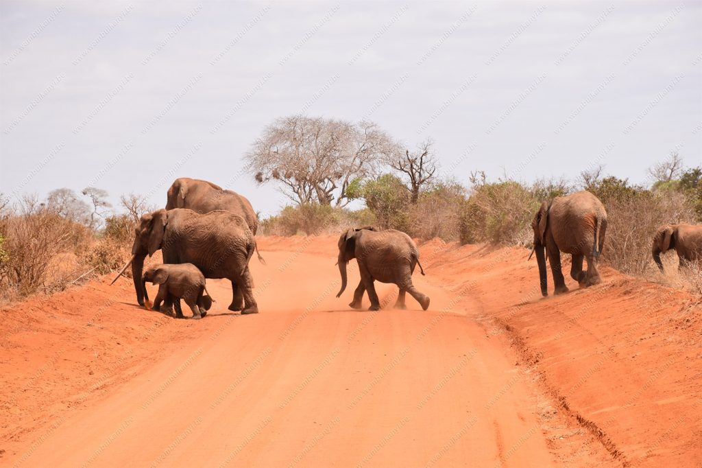 You are currently viewing Safari in Tsavo East National Park