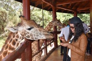Read more about the article The Giraffe Centre, Nairobi Kenya