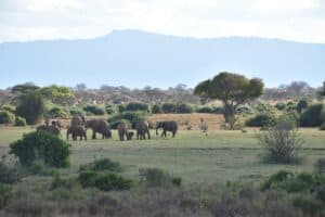 Read more about the article The Packing List For An African Safari